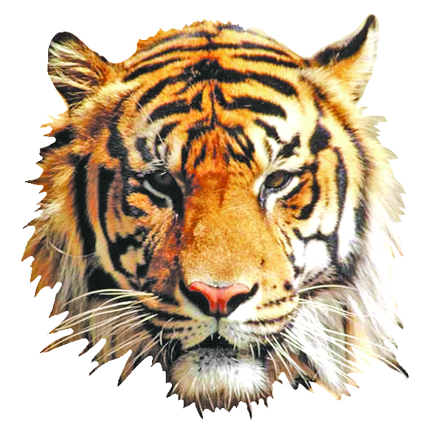 An icon or image provided by the company.